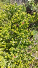 Phylica ericoides
