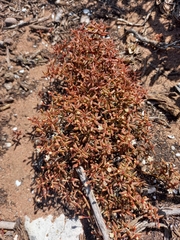 Crassula