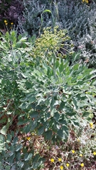 Notobubon galbanum