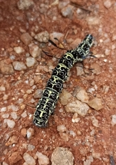 Tinolius eburneigutta