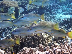 Lutjanus fulviflamma