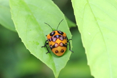 Poecilocoris druraei