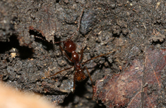 Aphaenogaster longiceps