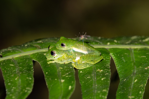 Sánchez's Glassfrog, Centrolene sanchezi