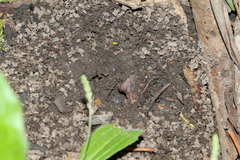 Aphaenogaster longiceps