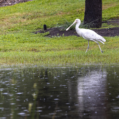 Platalea flavipes