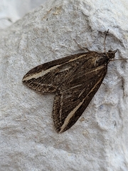 Chesias legatella