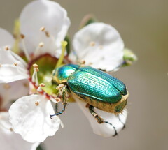 Diphucephala