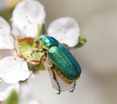 Diphucephala