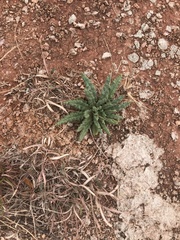 Phacelia integrifolia