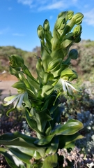 Bonatea speciosa