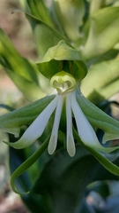 Bonatea speciosa