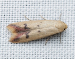 Tachystola hemisema