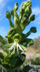 Bonatea speciosa
