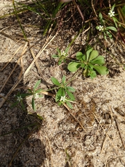 Sericocarpus asteroides