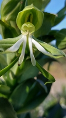 Bonatea speciosa