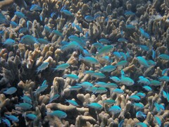 Chromis viridis
