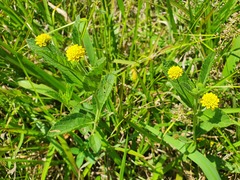 Lippia turnerifolia