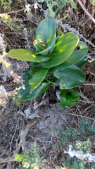 Bonatea speciosa
