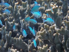 Chromis viridis