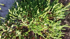 Passerina rigida
