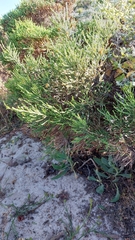 Passerina rigida