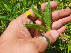 Lippia turnerifolia
