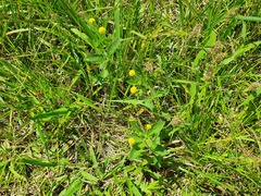 Lippia turnerifolia