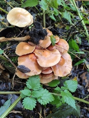 Kuehneromyces