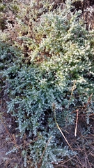 Helichrysum patulum