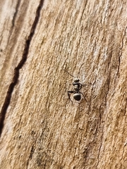 Polyrhachis daemeli