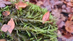 Fontinalis antipyretica