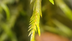 Fontinalis antipyretica