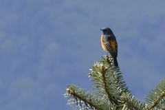 Phoenicurus frontalis