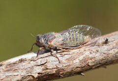 Atrapsalta furcilla