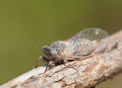Atrapsalta furcilla