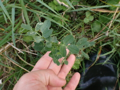 Medicago sativa