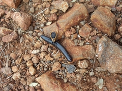 Ectrichodia crux