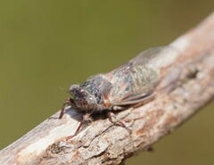 Atrapsalta furcilla