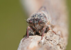 Atrapsalta furcilla