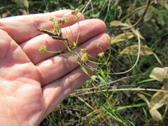Bupleurum scorzonerifolium