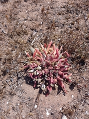 Aizoaceae