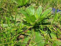 Eryngium elegans