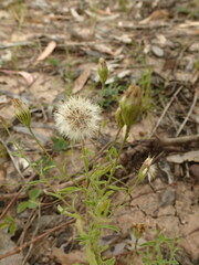 Vittadinia cuneata