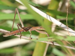 Zaprochilus australis