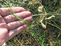 Bupleurum scorzonerifolium