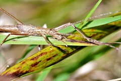 Zaprochilus australis