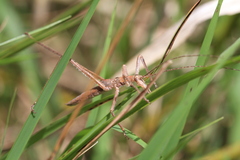 Zaprochilus australis