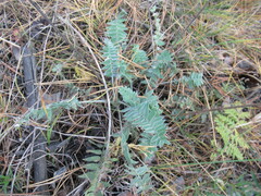 Oxytropis strobilacea