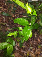 Gynochthodes jasminoides